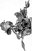 Helleborus%20niger%20X%20Helleborus%20x%20hybridus%20%27HL%201042%27