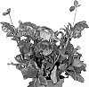 Helleborus%20niger%20X%20Helleborus%20x%20hybridus%20%27HL%201044%27