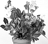 Helleborus%20niger%20X%20Helleborus%20x%20hybridus%20%27HL%201046%27