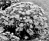 Stokesia%20laevis%20%28Hill%29%20Green%20%27Riptide%27