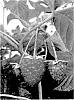 Rubus%20idaeus%20%27BT%20RASFIVE%27