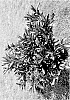 Prunus%20cistena%20%27UCONNPCSDR%27