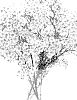 Chamelaucium%20uncinatum%20%27MOON%27