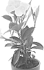 Mandevilla%20sanderi%20%27Bahwhite%27