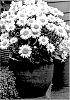 Leucanthemum%20X%20superbum%20%27Real%20Solar%27