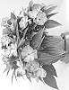 Impatiens%20hawkeri%20%27Dongipetpiswi%27