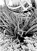 Phormium%20tenax%20x%20cookianum%20%27KFPHPM18%27