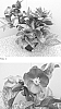 Helleborus%20ballardiae%20X%20Helleborus%20x%20hybridus%20%27HM%201216%27