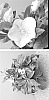 Helleborus%20x%20nigercors%20X%20Helleborus%20x%20hybridus%20%27HF%201112%27
