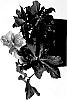 Helleborus%20niger%20x%20Helleborus%20x%20hybridus%20%27HL%201016%27