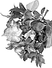 Helleborus%20niger%20X%20Helleborus%20x%20hybridus%20%27HL%201040%27