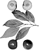 Interspecific%20Prunus%20species%20%27Sweet%20Pixie%206%27