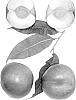 Prunus%20persica%20var.%20nucipersica%20%27Polar%20Spring%27