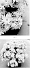 Chrysanthemum%20x%20morifolium%20%27CIFZ0112%27