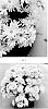Chrysanthemum%20x%20morifolium%20%27CIFZ0112%27