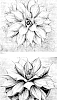 x%20Mangave%20times%20Agave%20hybrid%20%27Artistic%20Liberty%27