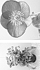 Helleborus%20x%20nigercors%20X%20Helleborus%20x%20hybridus%20%27HF%201110%27
