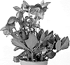 Helleborus%20niger%20X%20Helleborus%20x%20hybridus%20%27HL%201024%27