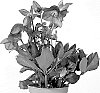 Helleborus%20niger%20X%20Helleborus%20x%20hybridus%20%27HL%201024%27