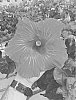 Hibiscus%20rosa-sinensis%20%27DUP-BPP%27