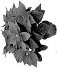 Euphorbia%20pulcherrima%20Willd.%20%27Rockette%20Dark%20Red%27