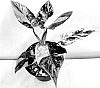 Philodendron%20erubescens%20%27Princess%20Taffy%27