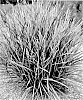 Panicum%20virgatum%20%27Noneulby%27