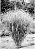Panicum%20virgatum%20%27Nonlufht%27