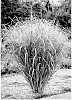 Panicum%20virgatum%20%27Nonlufht%27