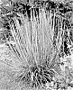 Schizachyrium%20scoparium%20%27Brush%20Strokes%27