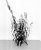 Gaura%20lindheimerii%20%27KLEGL22507%27