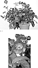 Helleborus%20x%20nigercors%20X%20Helleborus%20x%20hybridus%20%27HF%201118%27