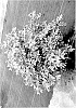 Vaccinium%20corymbosum%20%27NC4499%27