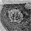 Buxus%20microphylla%20%27LP%2003%27
