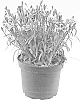 Dianthus%20caryophyllus%20L.%20%27KLEDP23480%27