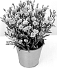 Dianthus%20x%20allwoodii%20Hort.%20%27KLEDG20466%27
