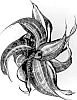 Sansevieria%20trifasciata%20%27HANSOTI41%27