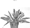 Dracaena%20steudneri%20Schweinf.%20ex%20Engl.%20%27JANET%20LINDO%27