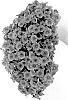 Calibrachoa%20hybrid%20%27DCALCOTNG%27