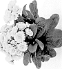 Primula%20elatior%20%27Kerannasun%27