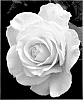 Rosa%20hybrida%20%27ALTsunflower%27