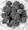 Hydrangea%20macrophylla%20%27Hokomadraq%27