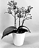 Phalaenopsis%20hybrid%20%27PHA279943%27