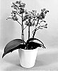 Phalaenopsis%20hybrid%20%27PHA279943%27