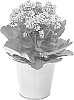 Kalanchoe%20blossfeldiana%20%27KLEKB20035%27