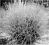 Panicum%20virgatum%20%27Nondee%27