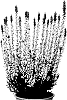 Calluna%20vulgaris%20%27Viva%27