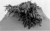 Ipomoea%20batatas%20%28L.%29%20Lam%20%27NCORNSP-032SCRHI%27