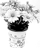 Osteospermum%20ecklonis%20Norl.%20%27KLEOE22627%27
