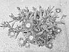 Delosperma%20nubigenum%20%27S3red%27